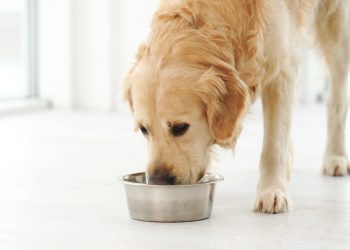 Cranswick signs deal with Pets at Home following solid annual results