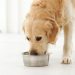 Cranswick signs deal with Pets at Home following solid annual results
