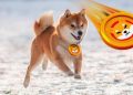 The Shiba Inu is testing the January support zone