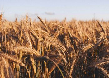 Recent Setbacks and Future Outlook: Grain Prices