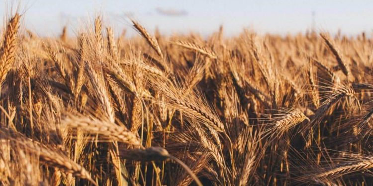 Recent Setbacks and Future Outlook: Grain Prices