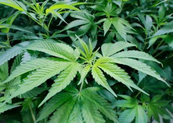 Pennsylvania eyes looser medical marijuana regulations