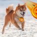 Dogecoin and Shiba Inu: Dogecoin stays below 0.06200 today