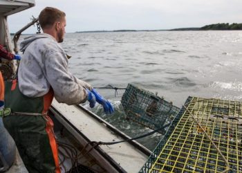 Maine lobstermen catch big court victory against Biden administration’s ‘egregious’ regulations