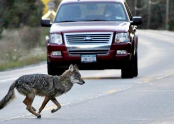 New York Gov. Kathy Hochul considers ban on hunting contests that target coyotes, rabbits, raccoons