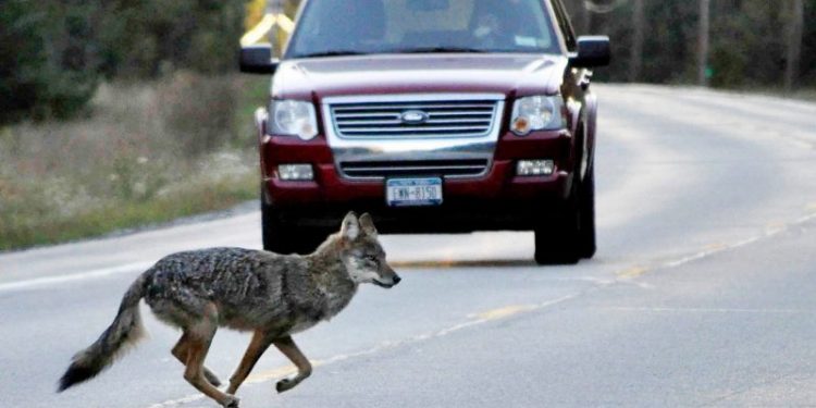 New York Gov. Kathy Hochul considers ban on hunting contests that target coyotes, rabbits, raccoons