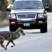 New York Gov. Kathy Hochul considers ban on hunting contests that target coyotes, rabbits, raccoons
