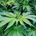 Maryland law allowing recreational marijuana takes effect