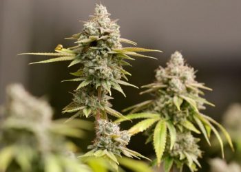 Recreational pot push falls less than 1,000 signatures short of making it onto Ohio ballot