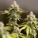 Recreational pot push falls less than 1,000 signatures short of making it onto Ohio ballot