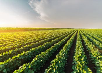 New Zealand Island Commodity Market Faces Challenges