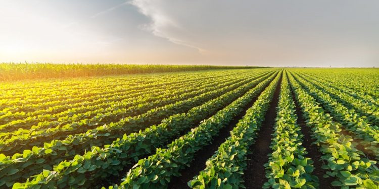 New Zealand Island Commodity Market Faces Challenges