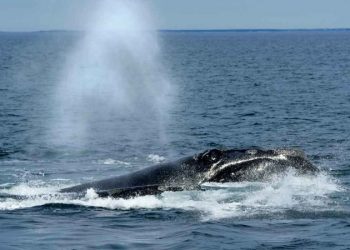 Biden administration blasted for ‘hypocrisy’ on offshore wind as it scrambles to probe whale deaths