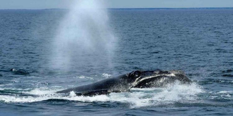 Biden administration blasted for ‘hypocrisy’ on offshore wind as it scrambles to probe whale deaths