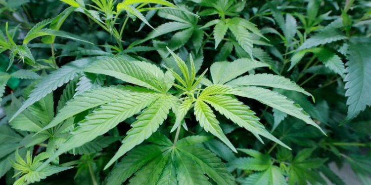 Ohio marijuana legalization proposal set to appear on statewide ballots this fall