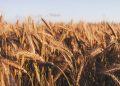 Canadian Wheat Farming: Challenges and Opportunities