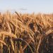 Canadian Wheat Farming: Challenges and Opportunities
