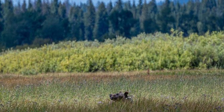 Biden admin moves to unleash apex predator near rural community