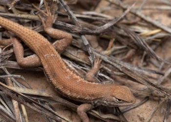 Texas pushes back as Biden admin digs up old fight over lizard that could ‘cripple’ state oil industry