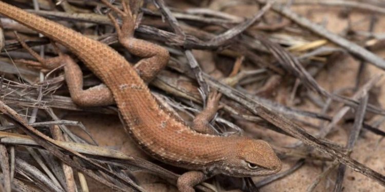 Texas pushes back as Biden admin digs up old fight over lizard that could ‘cripple’ state oil industry