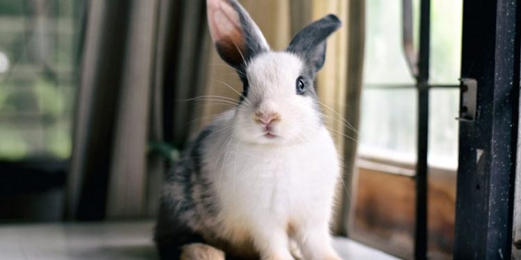 Biden and his team killed my plan to end animal tests and save bunnies