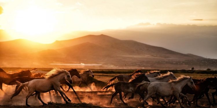 Metahorse Unity’s ICO (MUNITY) Dash: Race to the Future