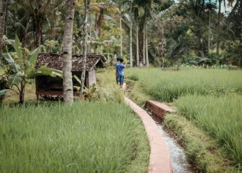 Palm Oil Exports Jump 14% Amid Market Optimism