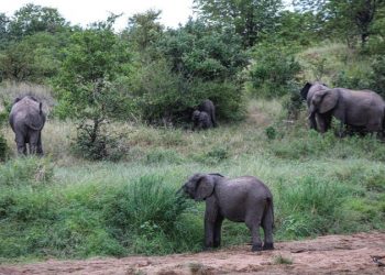 Biden administration tightens rules on African elephant imports, stops short of total ban