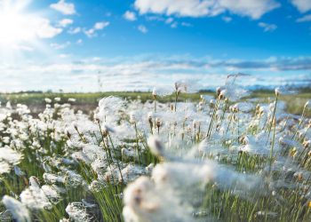 Cotton stocks set to rise: USDA data shows 5.4 million bales surge in supply in 2024-25