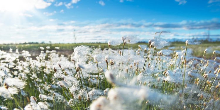 Cotton stocks set to rise: USDA data shows 5.4 million bales surge in supply in 2024-25