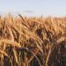 EU Black Sea Wheat Prices Drop Amid Record 10.5M Ton Harvest