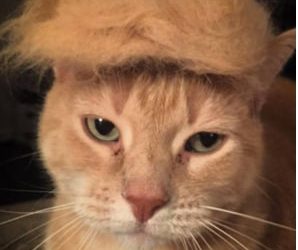 Donald Trump-linked MAGA Puss ($PUSS) goes live as Solana memes lead market rebound