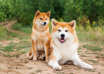 WIF price analysis as some whales buy the Dogwifhat dip