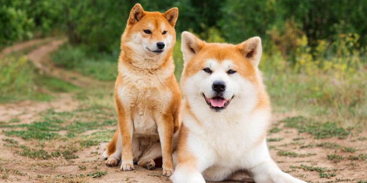 WIF price analysis as some whales buy the Dogwifhat dip