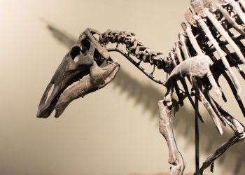 Ken Griffin’s $44.6 million stegosaurus skeleton acquisition sets auction record