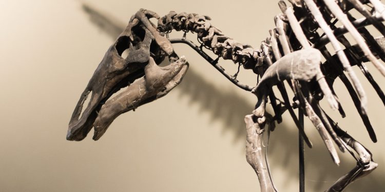 Ken Griffin’s $44.6 million stegosaurus skeleton acquisition sets auction record