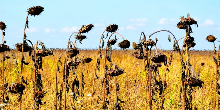 Romanian heatwave triggers severe drought, wipes out 90% of sunflower, corn yields