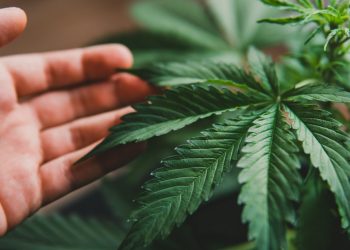Aurora Cannabis posts profit with 87% EBITDA growth, shares jump 11%: Is it too late to invest?