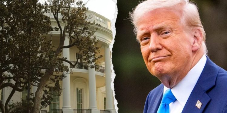 Does President Trump really need to cut down Andrew Jackson’s magnolia tree? Expert weighs in
